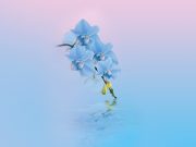 Download Official Huawei Mediapad M5 Youth Edition Wallpapers Official Huawei Mediapad M5 Youth Edition Wallpapers