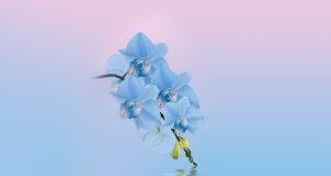 Official Huawei Mediapad M5 Youth Edition Wallpapers